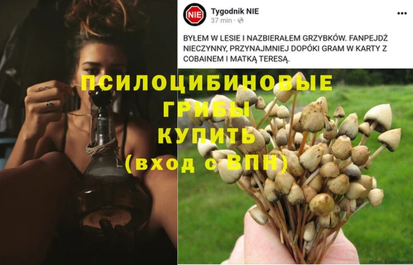 сатива Горнозаводск